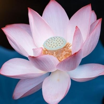 belovedsoldier's profile picture. Believer, mother, and worshipper of our Lord Jesus Christ.