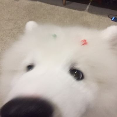 ⊹ 강아지 ॱଳ͘
૮꒰ ˃̵͈᷄ ﻌ ˂̵͈᷅ ꒱ა 포르쉐 🦴⁼³₌₃
🎀 20/03/21🧁ꔛ 𓈒 *