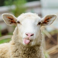 TheCryptoLam (@lamchops9) 's Twitter Profile