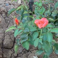 enes kaan karaaslan (@kaanenes35) Twitter profile photo