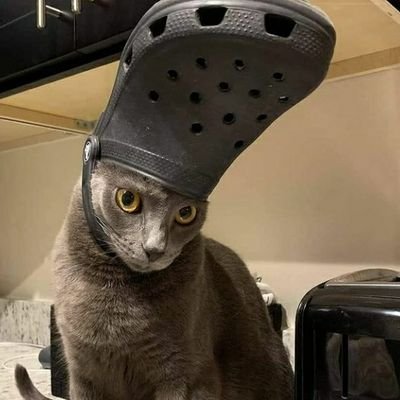 o gato de crocs