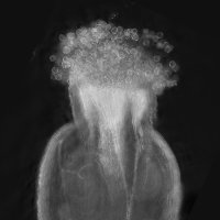 Arabidopsis_Spain (@spain_masc) 's Twitter Profile