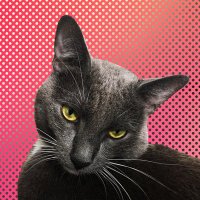 collective survival (@thebl0w) 's Twitter Profile