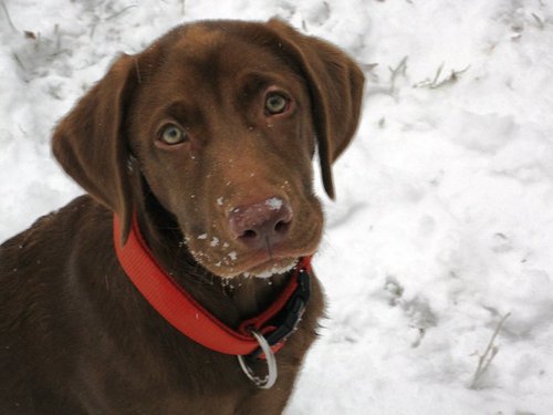 BrinkleytheLab's profile picture. I'm a beautiful chocolate lab puppy with a great personality. I enjoy long walks on the beach, cuddling, tennis balls, new people, treats, and baked goods.