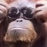 dutchie (@depofdutchie) 's Twitter Profile