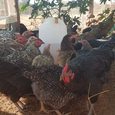 washytina's profile picture. Technician/Poultry farmer/💙 Chelsea/ 💛Dortmund/R.Madrid