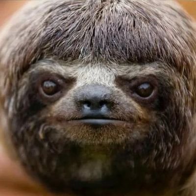 Goleririn's profile picture. #forabolsonarovagabundogenocida.