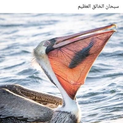 Moh_123e's profile picture. 