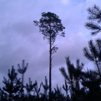 Pinaceae (@kiefernfee) 's Twitter Profile