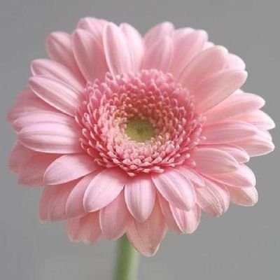 welshcorgiES21's profile picture. 