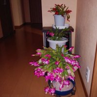 はるちゃん (@smwbgi6nkhhvlxp) Twitter profile photo