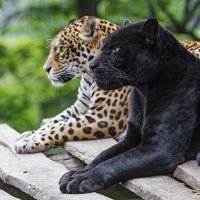 Aaron Jaguares (@aaronjaguares) 's Twitter Profile