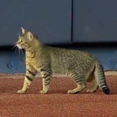 OFFICIAL RBW for the Yankee Stadium cat

Yes, I am the one who ran on the field at Yankee Stadium during Aaron Judge's at bat on August 2nd, 2021.