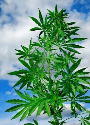 At http://t.co/1XU6LF1N7D we strive to bring you the latest news updates in the wide world of weed one story at a time.