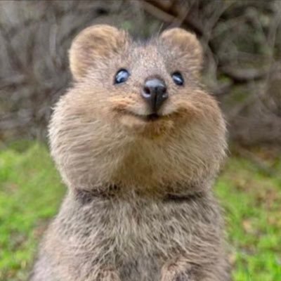 カピバラさんのプロフィール画像