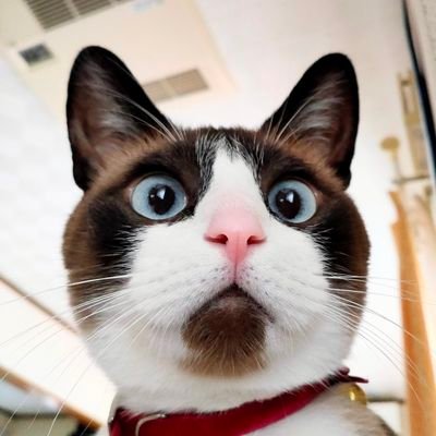 ♂うちの不束かなスノーシューですが、温かい猫撫声でご覧ください。
チャームポイントは顎髭🧔
#snowshoe #cat