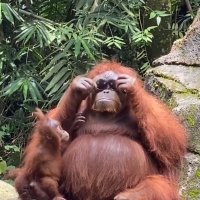 YERRR (@harambefanaccnt) 's Twitter Profile
