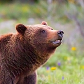 I'm a grizzly bear in Grand Teton National Park, Wyoming that has apparently gotten a lot of attention lately.  I'm just here doing my thing with my cubs.