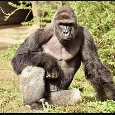 Harambe47720976 Profile Picture