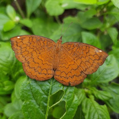 VikasDPrasad's profile picture. 