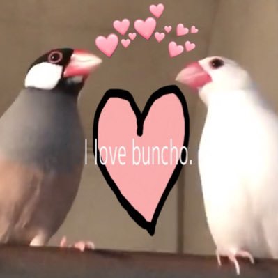 2020年4月生まれの白文鳥の甘えん坊こうちゃんとノーマル文鳥のツンデレけんちゃんを5月にお迎えしました。家族の癒しとなっています。文鳥好きさんと繋がりたいです (=´∀`)人(´∀`=) 文鳥さんの事ほぼ毎日更新中❗️