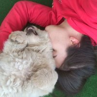 KöpekAnası🐾 (@cokpati) 's Twitter Profile