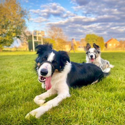Ex Forces now full time engineer, keen photographer who enjoys all aspects of photography but really enjoy astro photography. Owned by Border Collies