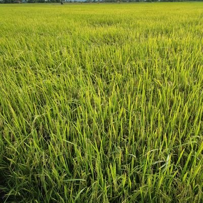 Mohamad26828231's profile picture. Budak kampong 82