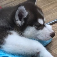 ひつじ (@sk5stw6ghgx3oqk) 's Twitter Profile