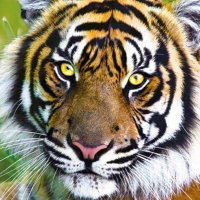 Ali KAPLAN (@prometaus) Twitter profile photo