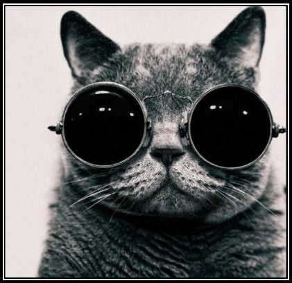 catWglasses's profile picture. yo lo se todooooooo!! alimentameee