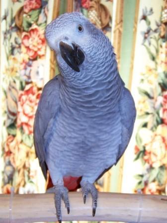 Hello! I'm a Congo African Grey parrot who likes to communicate. Interested in what I'm saying?