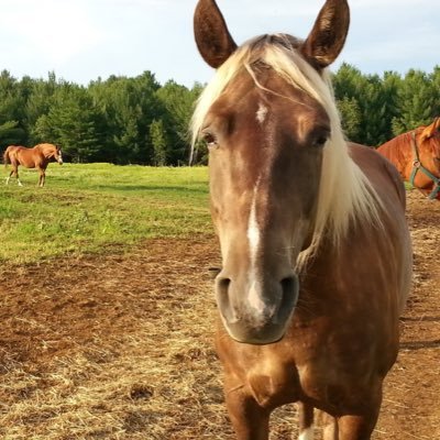BeatenHorse's profile picture. (Steph.)  Like Balaam’s donkey but sweatier. Sucker for learning, still new to תורה. The springs is my midbar. וַיִּקְרָא
