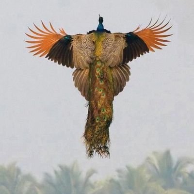 Rajennnn1's profile picture. 
