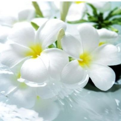 frangipani0v0's profile picture. 