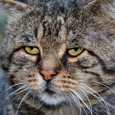 猫ビール肉コーヒー 食べ歩き画像 ラーメン勉強中