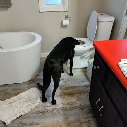 cathygangemi's profile picture. Pro-abortion. Anthropology & geography instructor. Dogs, rock, hockey, one of those football moms. Let's Go Blues!NY Giants! On Post!