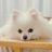 ポメラニアン🐶そら🐾4兄弟の末っ犬👦🏻👦🏻👦🏻🐶のアイコン