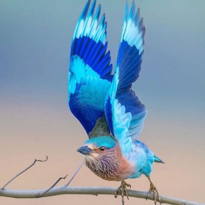 lsim99's profile picture. Open source security @Google
