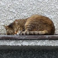 にゃんじろう (@nyanjizou) 's Twitter Profile