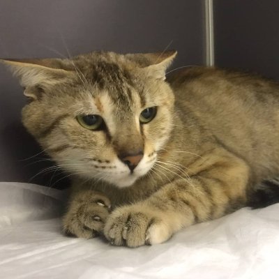 FipWarriorYumrukpati Profile