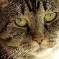 Lali Gadman (@laligadman) 's Twitter Profile Photo