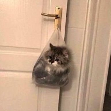 myfayo's profile picture. hi im Lyso 



minor!
any pronouns!
lesbian!