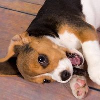 Beagle (@beagle_luck13) 's Twitter Profile