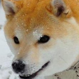 Congeeさんのプロフィール画像