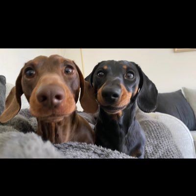 Mini dachshunds Pup brothers. It’s hard being this cute 🐾🐾 #sausagearmy   Otto 15/8/2018 - 06/02/24 💙