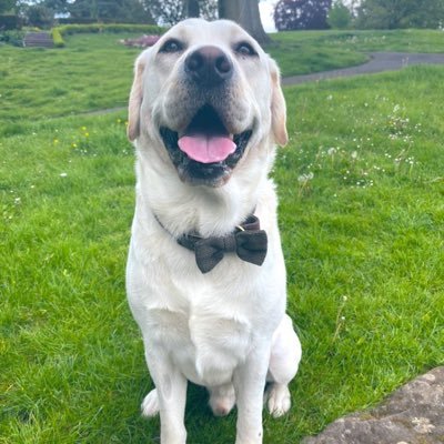 My name is Arnie, I’ve just turned four and I’m a Yellow Labrador Retriever. Dog Twitter 🤍