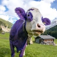 Happy Cow - 🐮Just a happy individual wanting to make friends all around the world. 💯% #IFB #Friend4Ever 🐄🐄 🐄 🐄