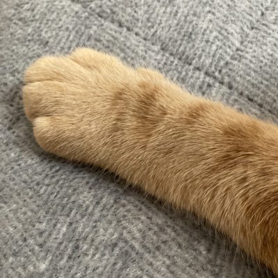 猫の手なんとかさんさんのプロフィール画像