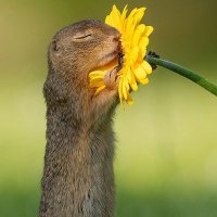 mrs.quagmire (@inya_twilitu) 's Twitter Profile Photo